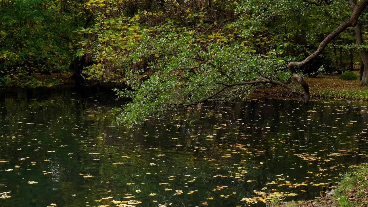 秋叶漂浮在水面上。秋叶落在湖面上。大自然的风景落橙叶在水面上航行视频素材