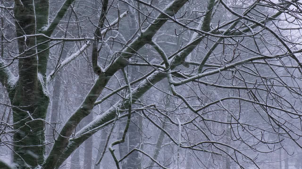 在寒冷的夜晚，冬季城市的大雪中，树木之间的极端降雪。树上覆盖着刚落下的雪。有选择性的重点。模糊的冬季背景天气视频素材