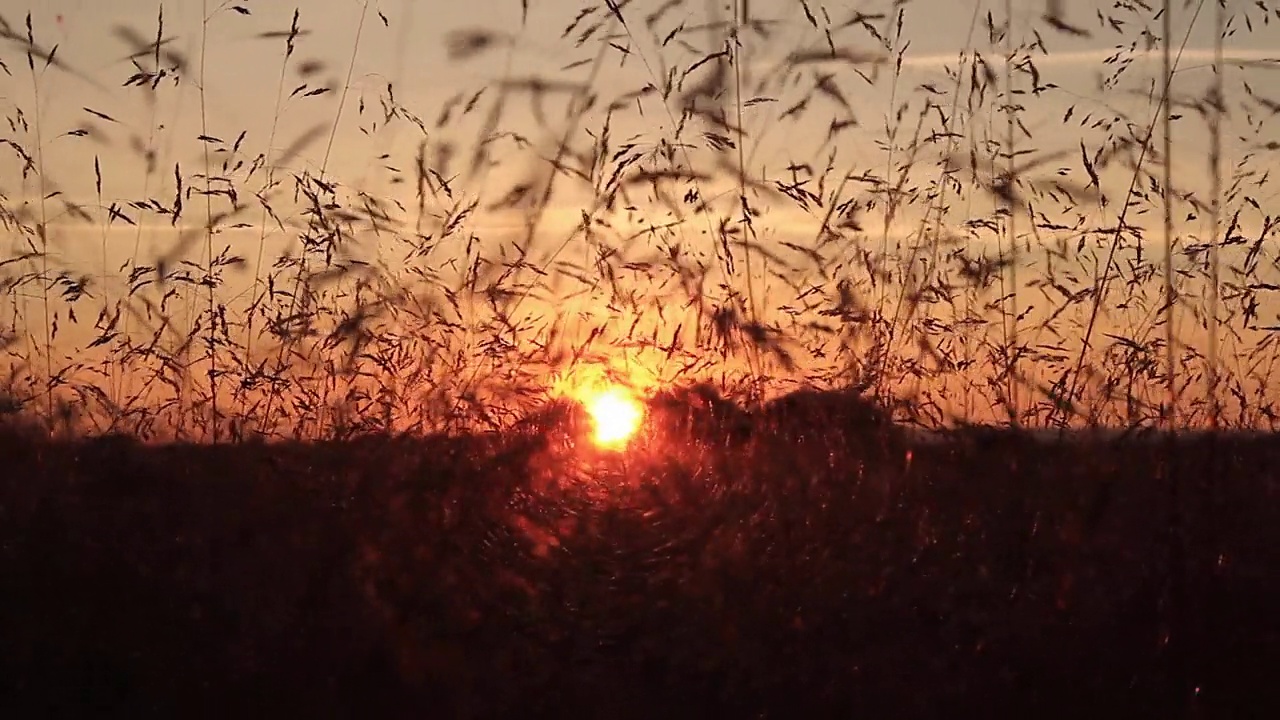 日落之间的野生草本植物- Puesta de Sol entre Hierbas Silvestres视频下载