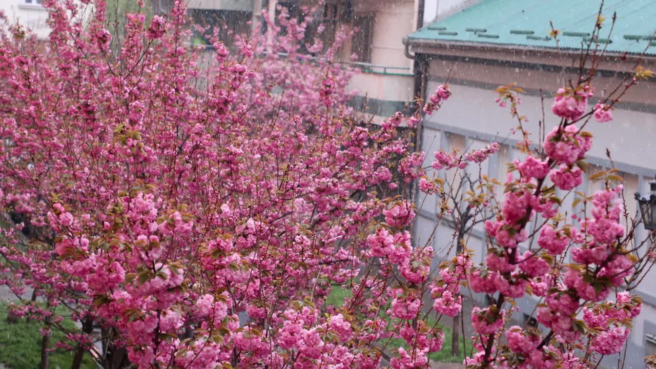 近距离拍摄覆盖雪的樱花树。美丽的粉红色樱花。花见春天的季节。慢镜头，三角架镜头视频素材