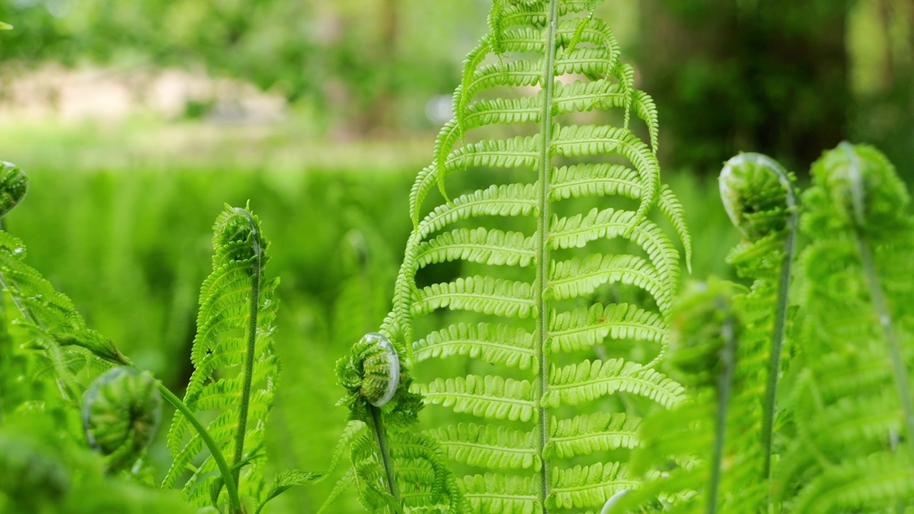 正在生长的蕨类植物。美丽、新鲜的蕨类植物在春天的林地和阳光下发芽。欧洲德国的自然春景视频素材