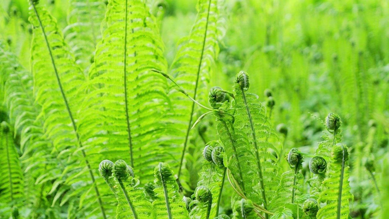 美丽、新鲜的蕨类植物在春天的林地和阳光下发芽。对焦于前景。正在生长的蕨类植物。欧洲德国的自然春景视频素材