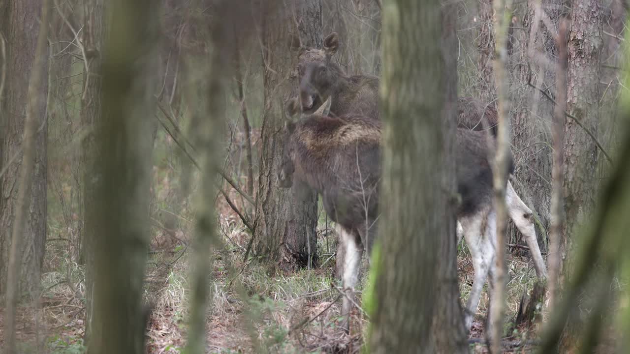 驼鹿(Alces Alces)视频素材