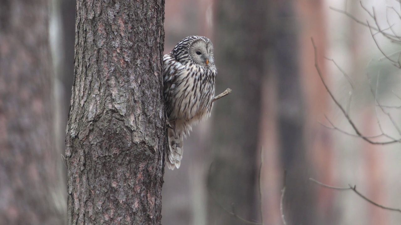 乌拉尔猫头鹰(Strix uralensis)视频素材