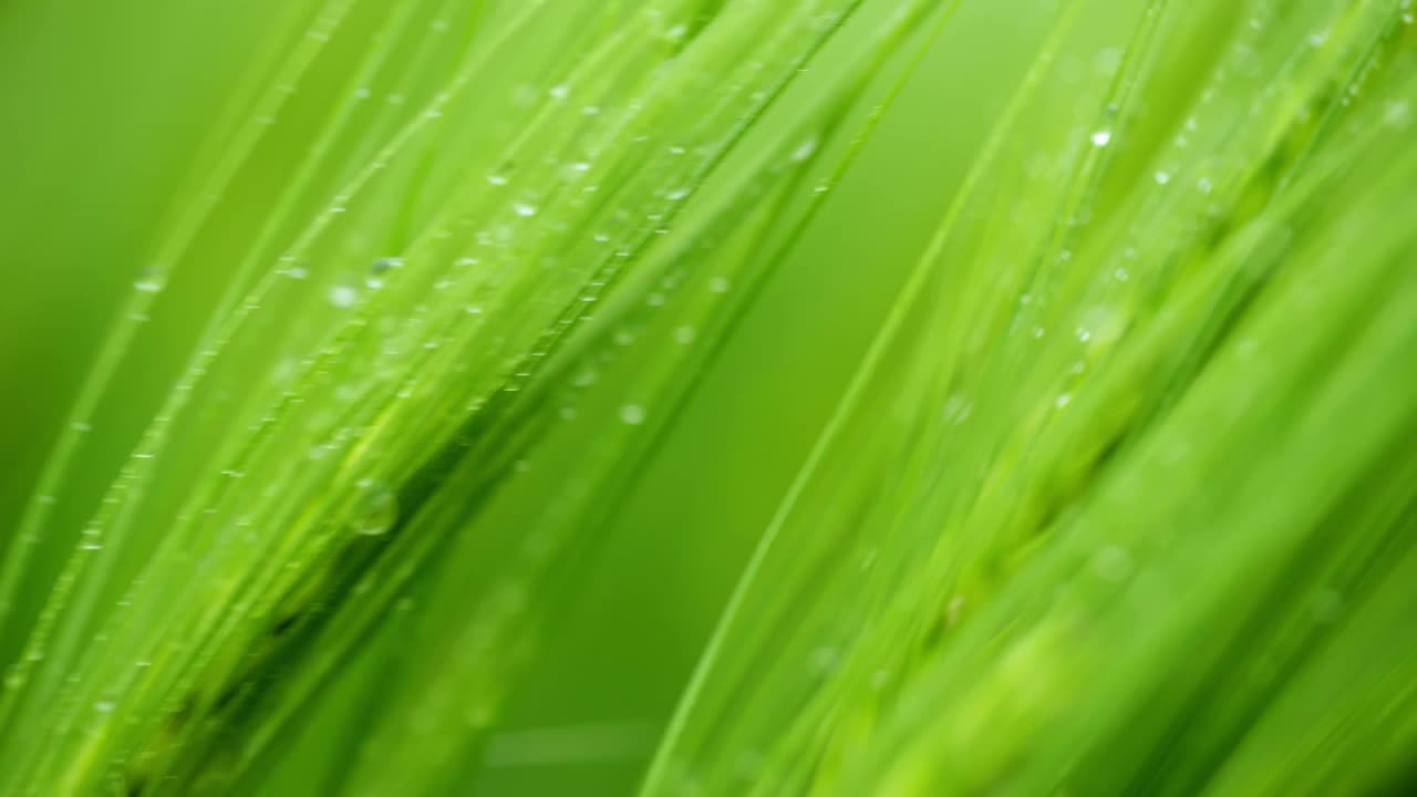 雨滴优雅地点缀着绿色的小麦茎视频素材