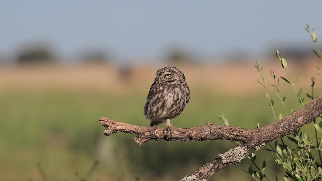 小猫头鹰(Athene noctua)视频素材