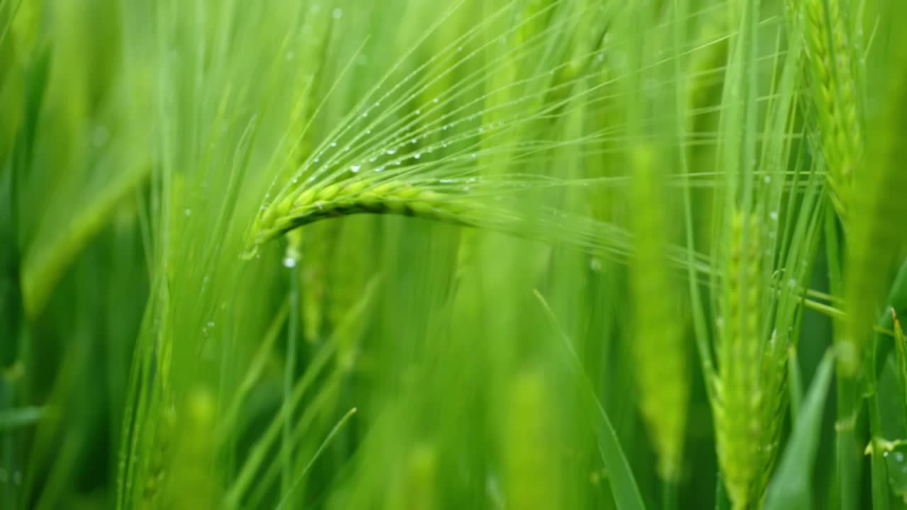 雨滴优雅地点缀着绿色的小麦茎视频素材