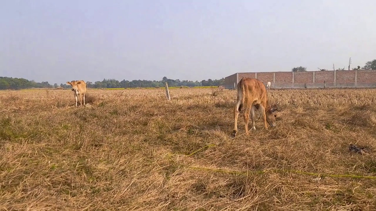 夏天，牛在村里的草地上吃草视频下载