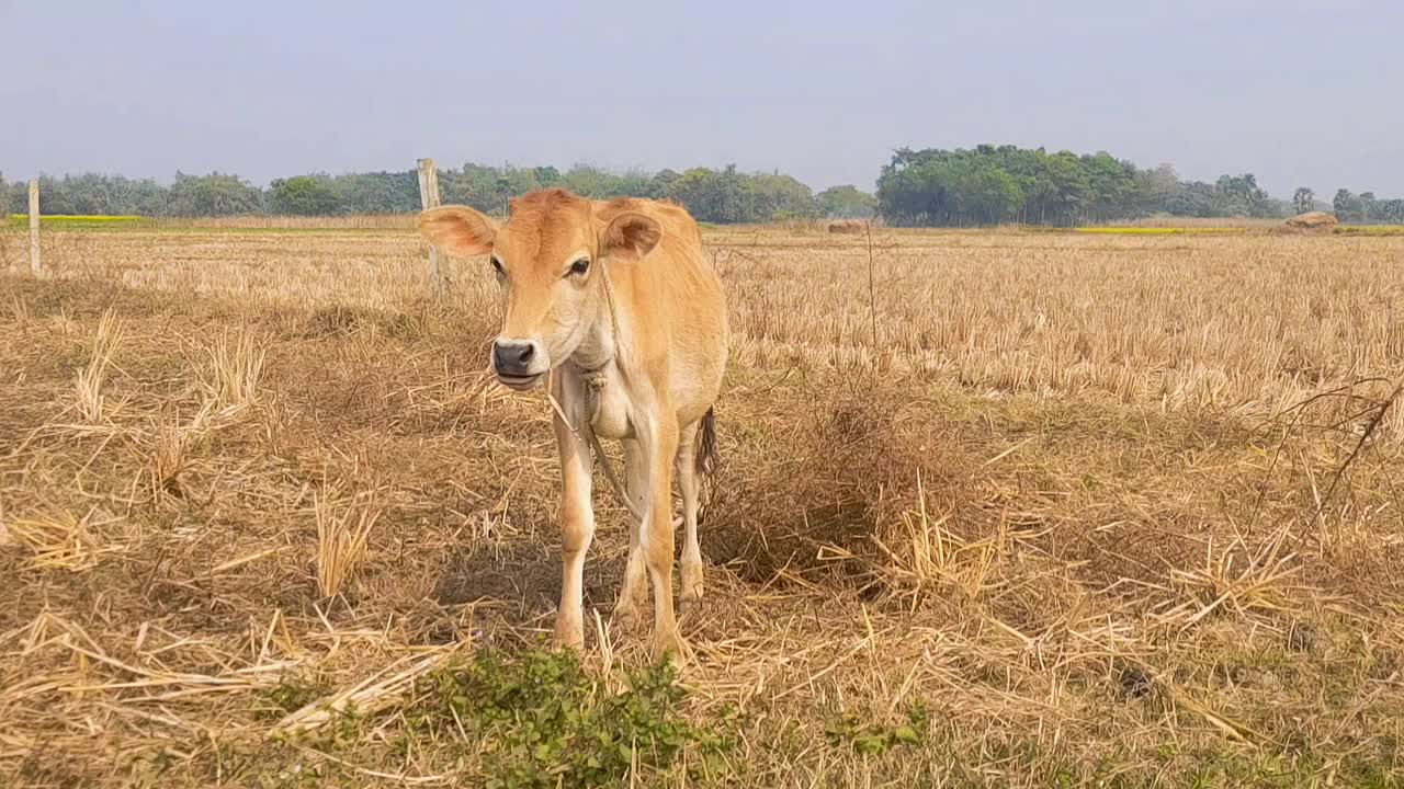 夏天，牛在村里的草地上吃草视频下载