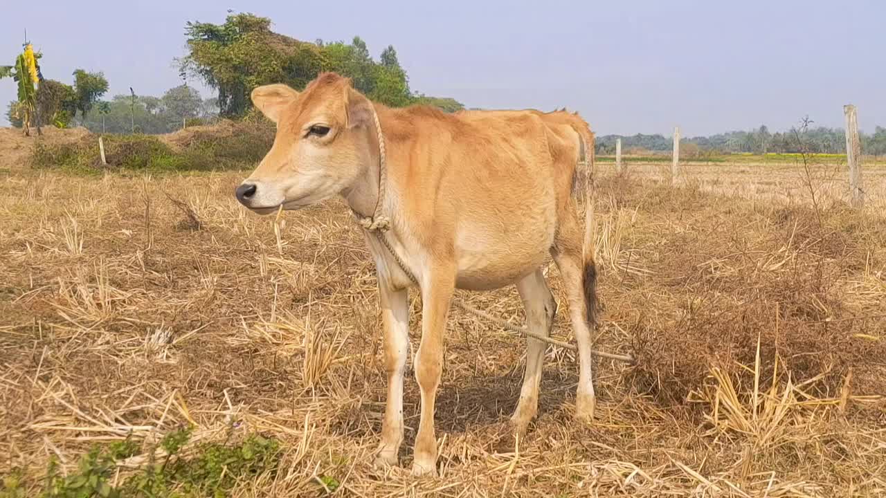 夏天，牛在村里的草地上吃草视频下载