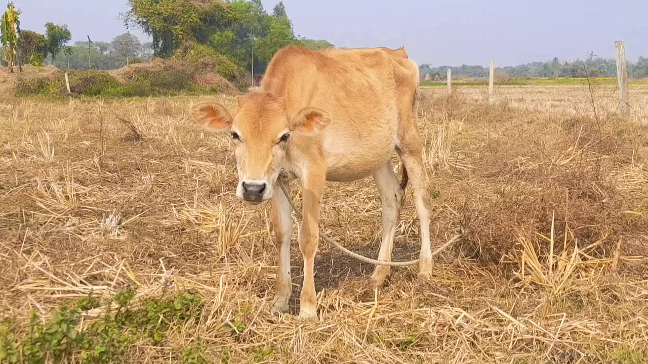 夏天，牛在村里的草地上吃草视频下载