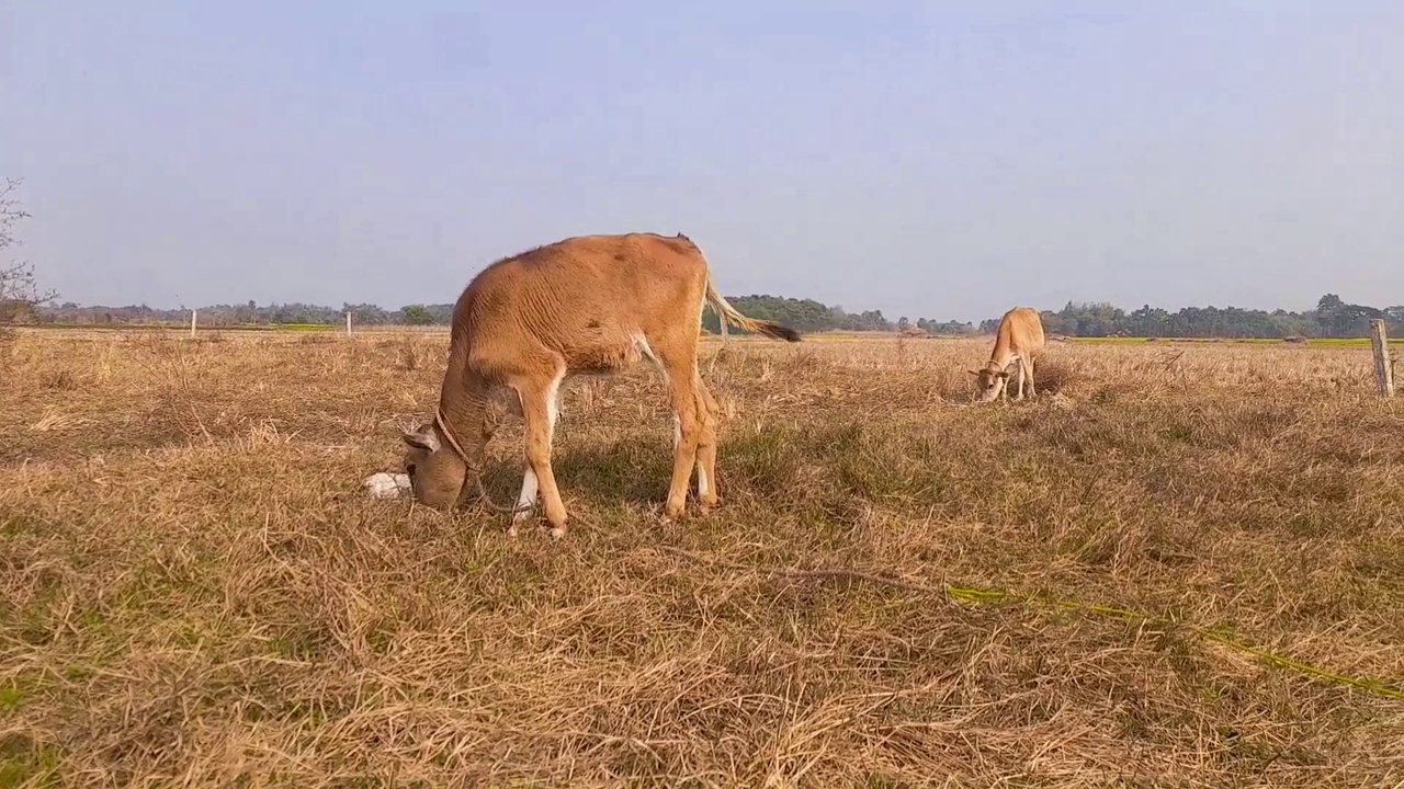 夏天，牛在村里的草地上吃草视频下载