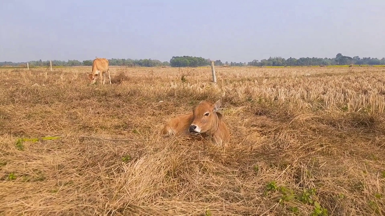 夏天，牛在村里的草地上吃草视频下载