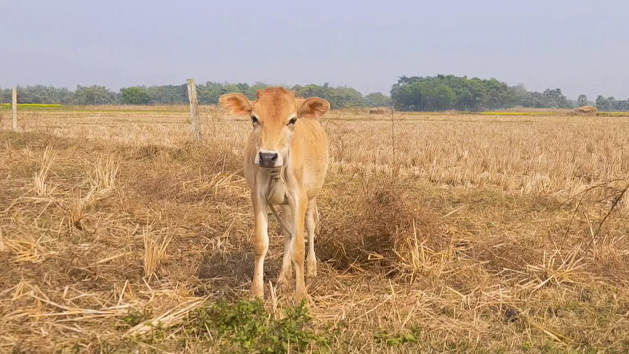 夏天，牛在村里的草地上吃草视频下载