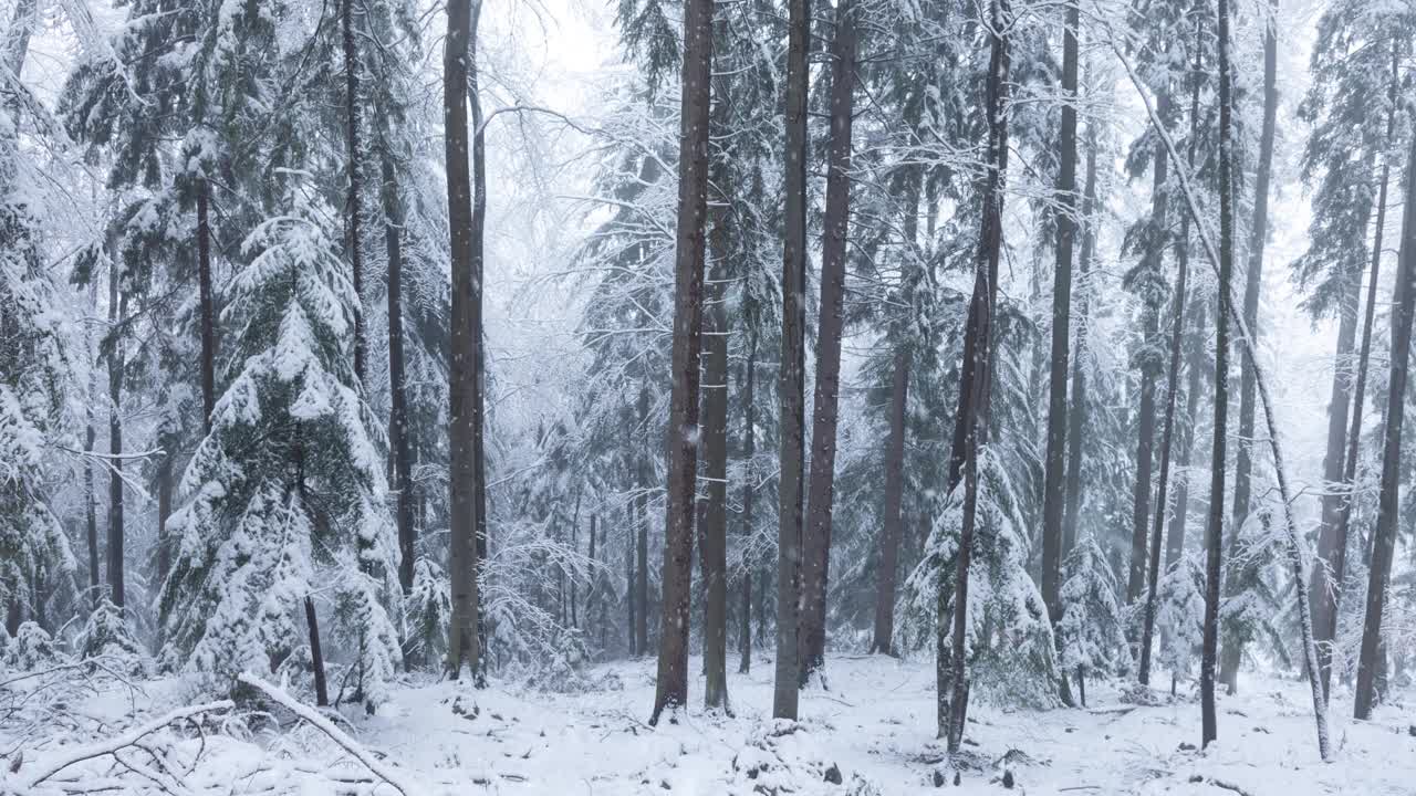 寒冷的冬天，美丽的雪树在森林里随雪而生。圣诞场景。视频素材