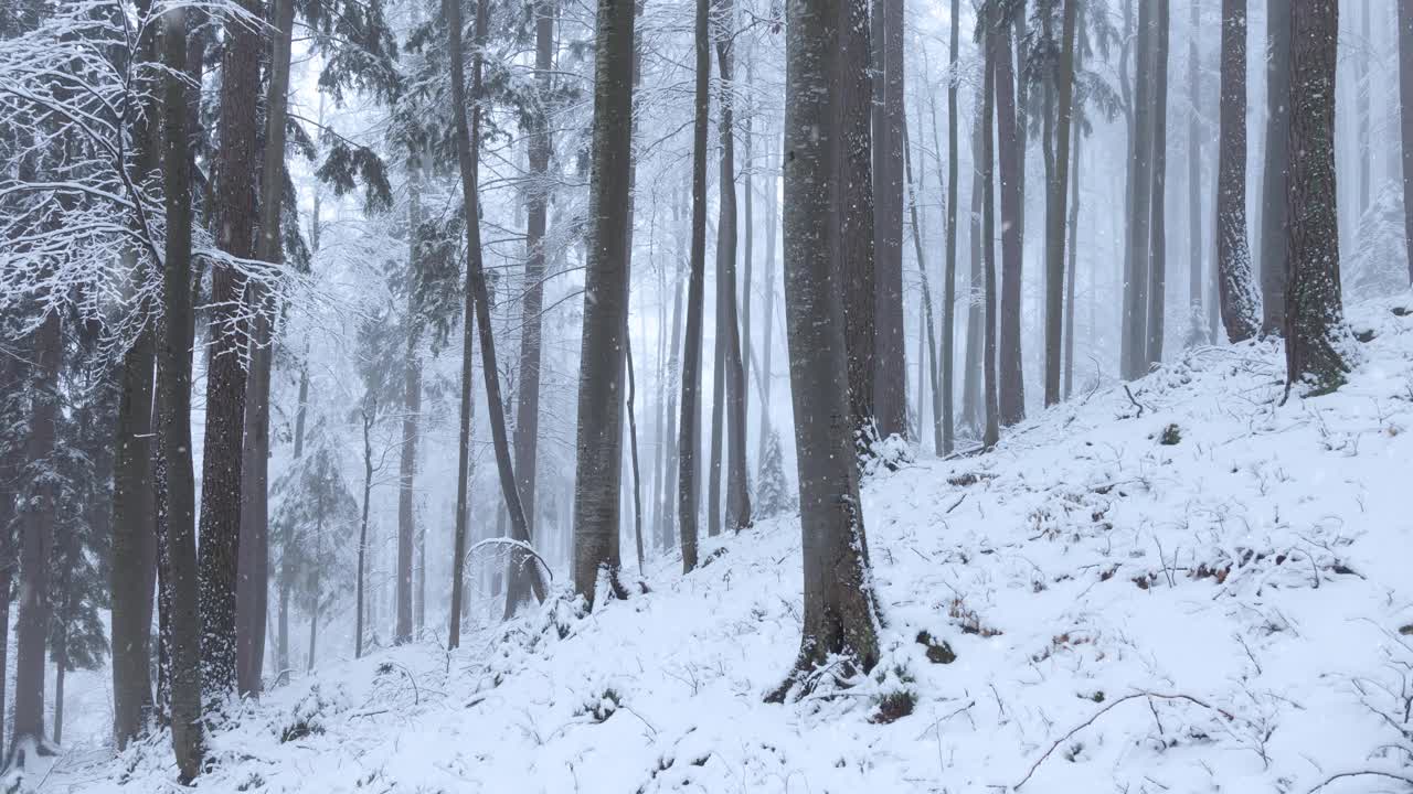 冬季降雪季节多雾，山毛榉树多雪。视频素材