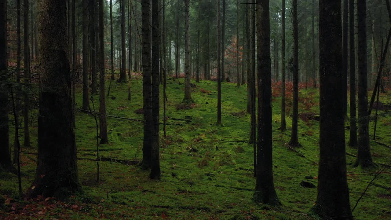 梦里飞进清晨的青苔林间景观。缓慢的运动。视频素材