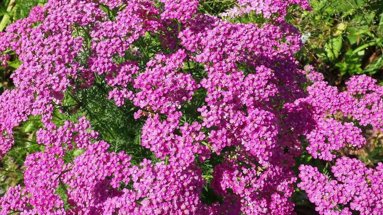 千叶蓍草(Achillea millefolium)，亦称蓍草或普通蓍草，是一种菊科开花植物。老人辣椒，鬼刺，血，千叶，士兵刺草和千印。粉红色的花朵视频素材