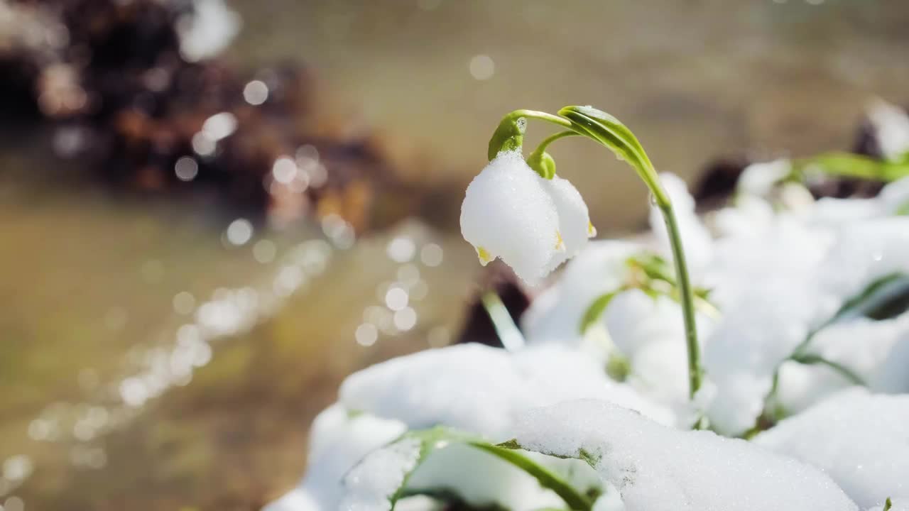 春天的第一朵雪花花也叫白莲花或白莲花。春暖花开近水。视频素材