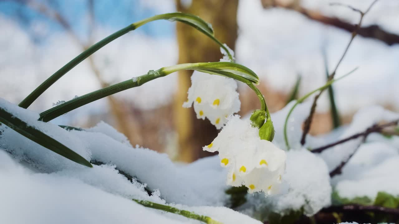 春天的第一朵雪花花也叫白莲花或白莲花。春暖花开近水。视频素材