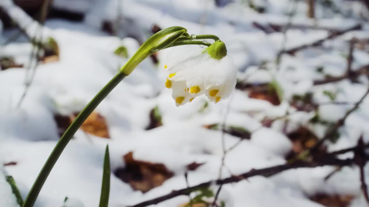 春天的第一朵雪花花也叫白莲花或白莲花。春暖花开近水。视频素材