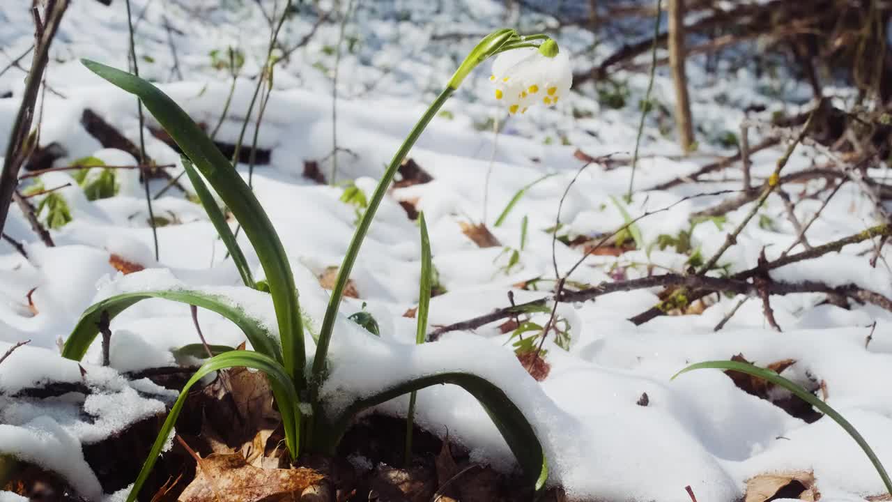 春天的第一朵雪花花也叫白莲花或白莲花。春暖花开近水。视频下载