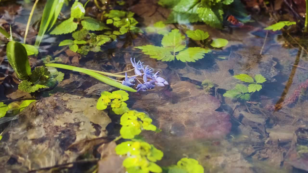 春林降雪后。春天的溪水。冬天的森林河。绿草如茵，花木结满了霜视频素材