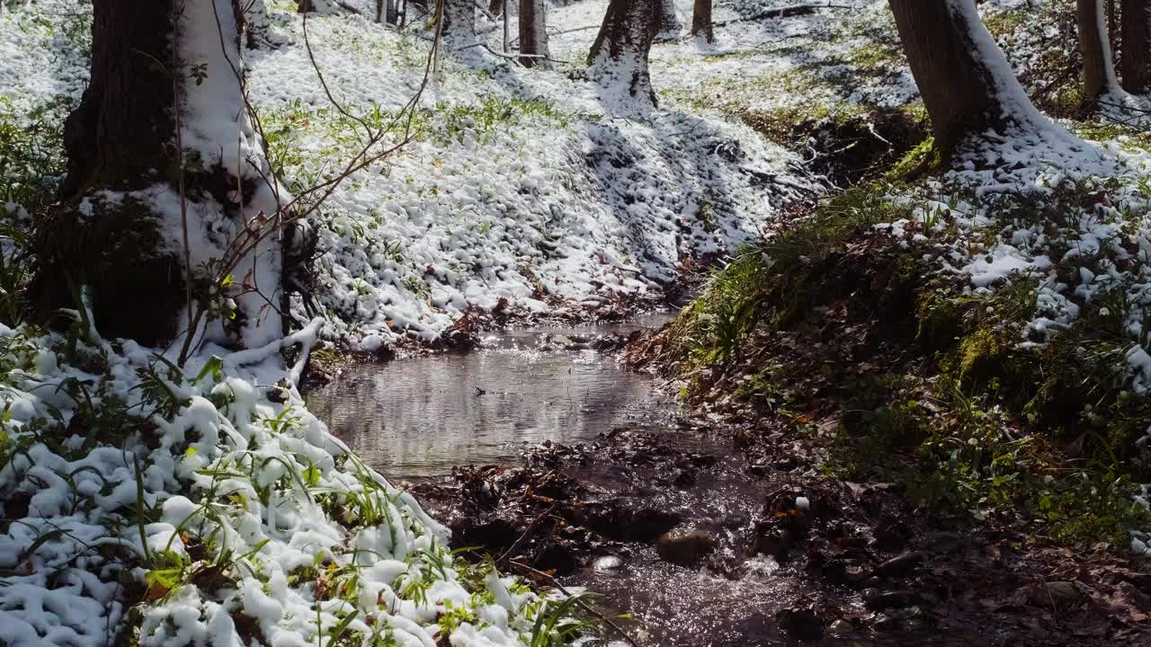 春林降雪后。春天的溪水。冬天的森林河。绿草如茵，花木结满了霜视频素材