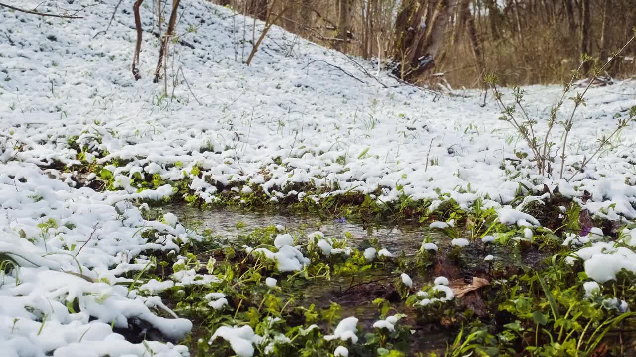 春林降雪后。春天的溪水。冬天的森林河。绿草如茵，花木结满了霜视频下载