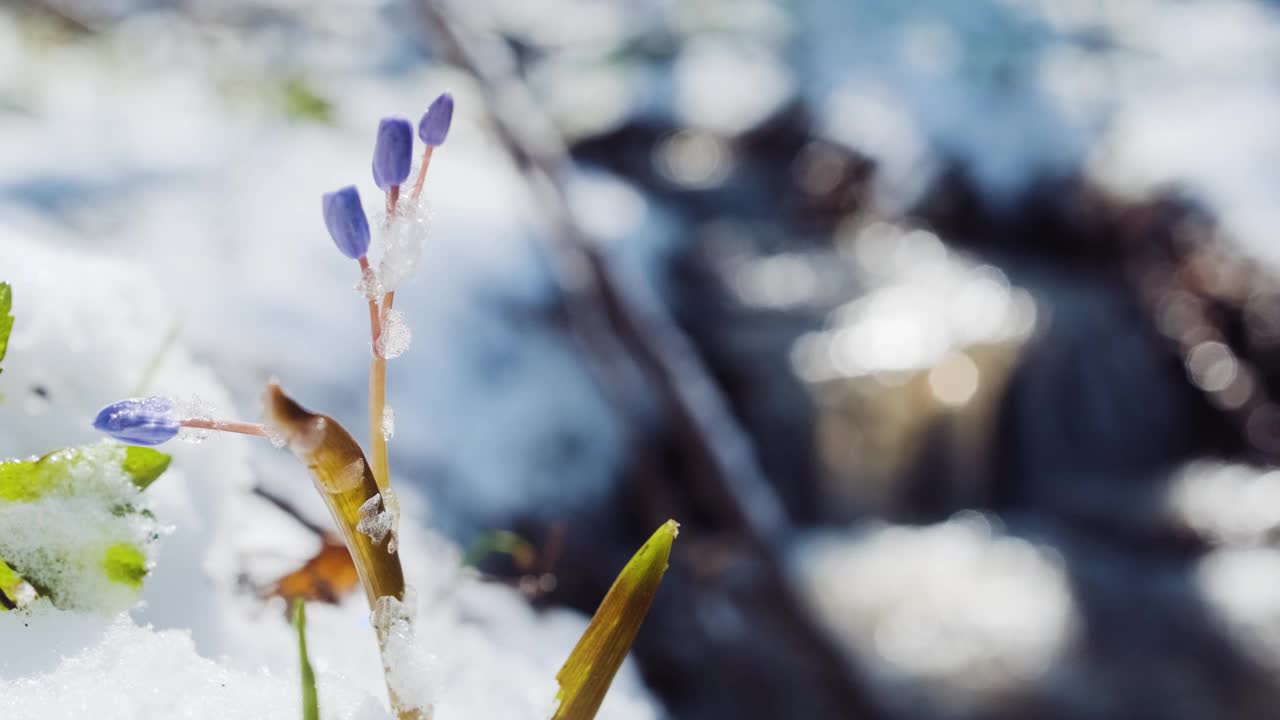 河上春雪下，鹅毛或木鹅毛的蓝花发芽了。双歧山燕，高山松鼠或两叶松鼠靠近溪流。春天的第一朵花在白雪皑皑的森林里视频素材