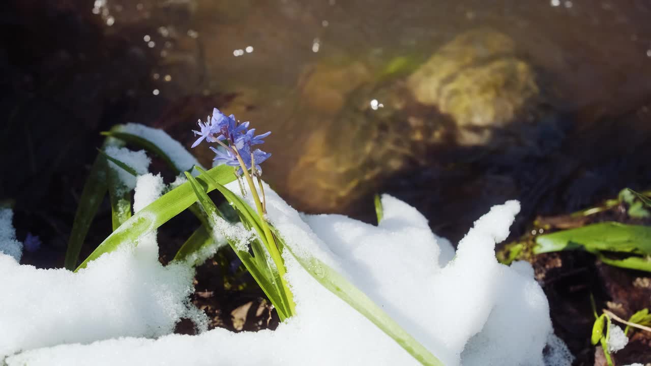 河上春雪下，鹅毛或木鹅毛的蓝花发芽了。双歧山燕，高山松鼠或两叶松鼠靠近溪流。春天的第一朵花在白雪皑皑的森林里视频下载