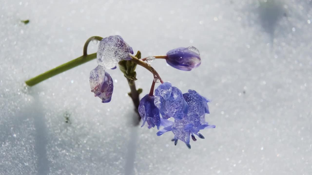 春雪下，鹅毛或木鹅毛的蓝花发芽了。双歧山燕，高山松鼠或双叶松鼠接近。春天的第一朵花在白雪皑皑的森林里视频素材