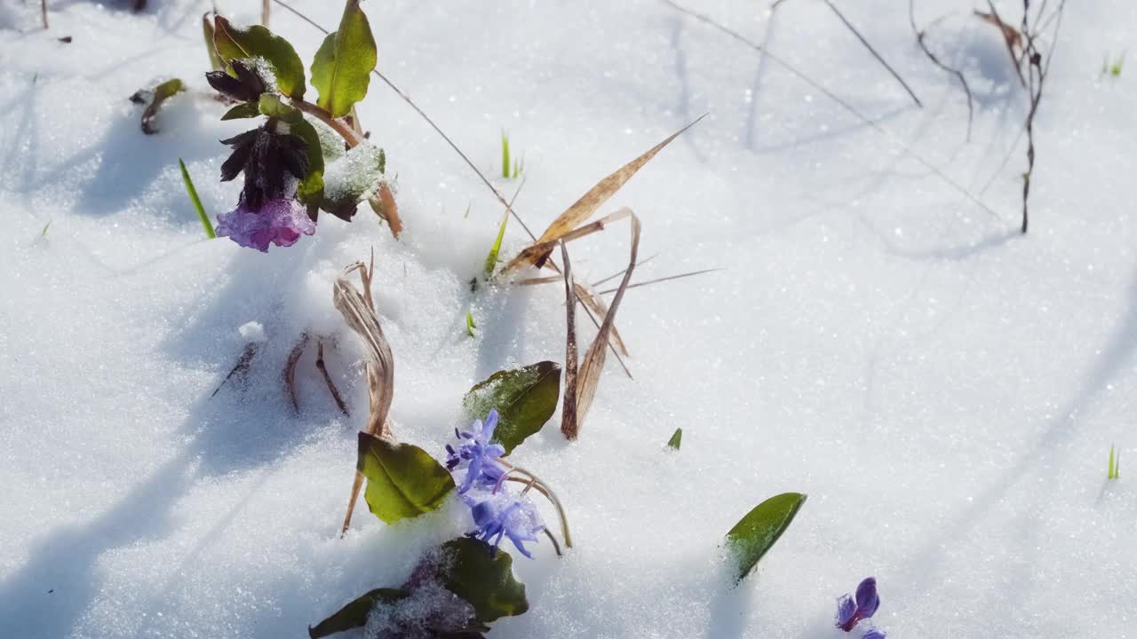 春雪下，鹅毛或木鹅毛的蓝花发芽了。双歧山燕，高山松鼠或双叶松鼠接近。春天的第一朵花在白雪皑皑的森林里视频素材