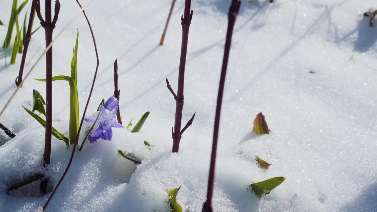 春雪下，鹅毛或木鹅毛的蓝花发芽了。双歧山燕，高山松鼠或双叶松鼠接近。春天的第一朵花在白雪皑皑的森林里视频素材