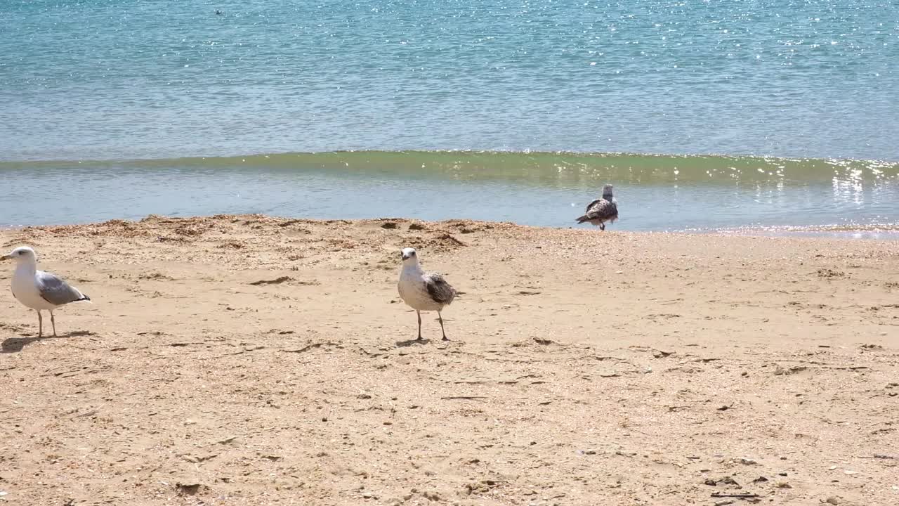 灰海鸥在海边漫步，寻找食物。Larus cachinnans。Fulmarus glacialis。Larus Fuscus视频素材