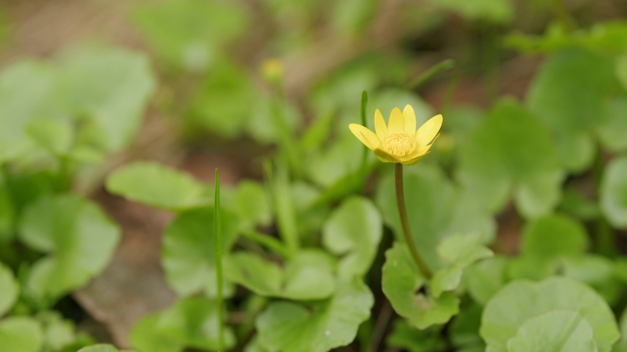 Pilewort。春天的阳光明媚的一天，在开花的东欧森林。第一个春天的花朵特写。视频素材