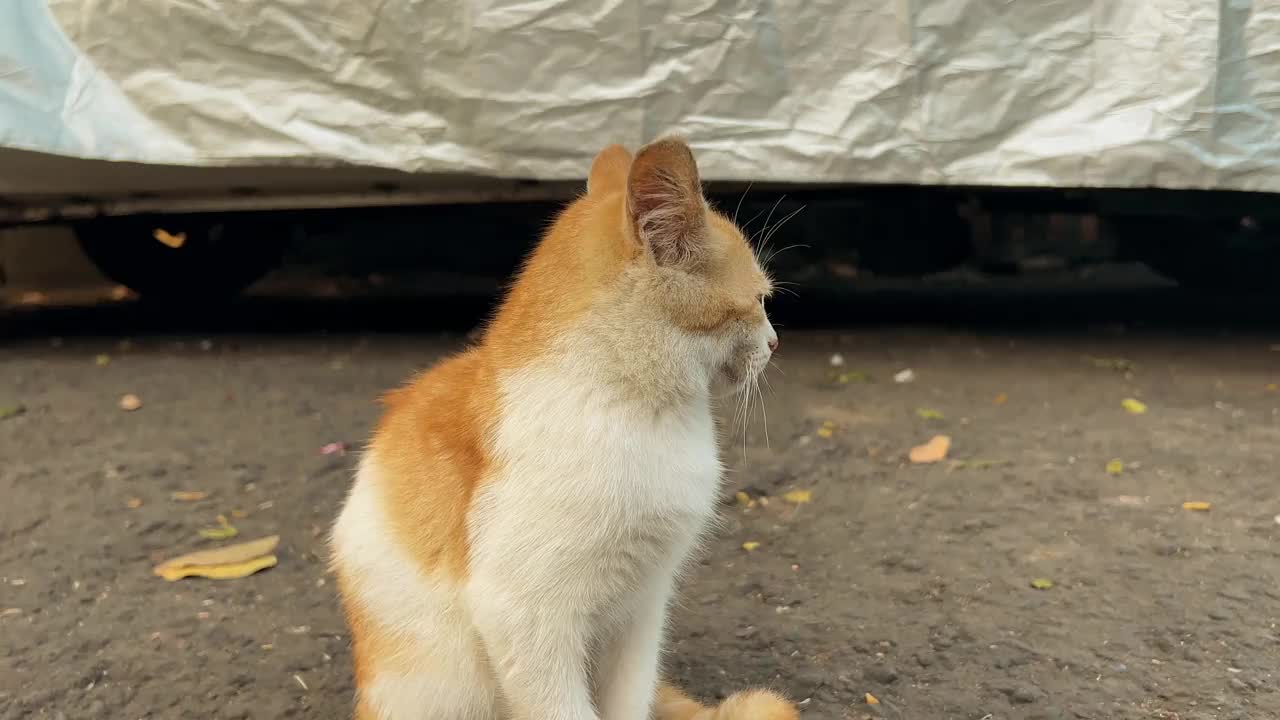 小橙色的猫困了。视频素材