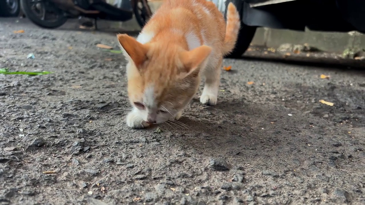 猫在市场上觅食视频素材