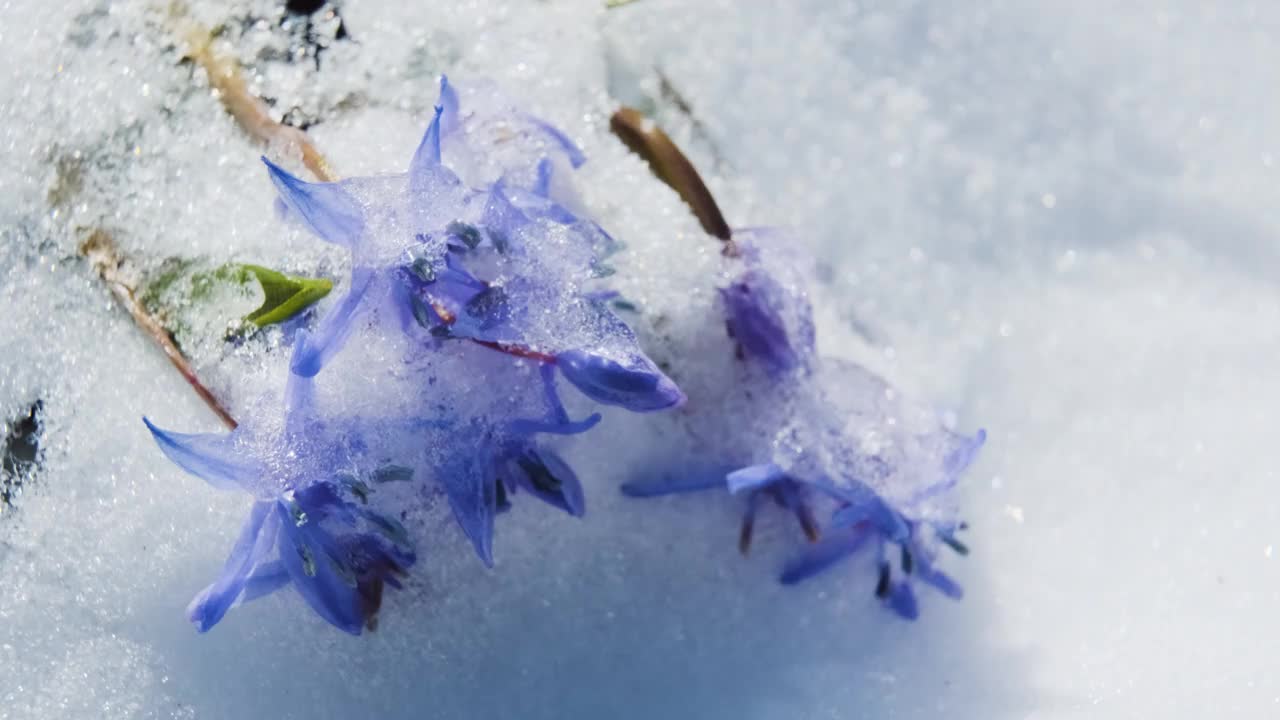 春雪下，鹅毛或木鹅毛的蓝花发芽了。双歧山燕，高山松鼠或双叶松鼠接近。春天的第一朵花在白雪皑皑的森林里视频下载