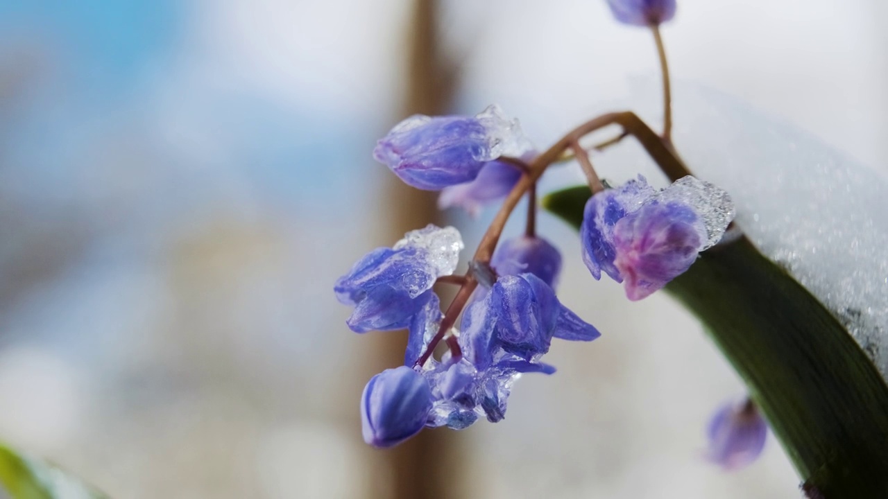 春雪下，鹅毛或木鹅毛的蓝花发芽了。双歧山燕，高山松鼠或双叶松鼠接近。春天的第一朵花在白雪皑皑的森林里视频下载