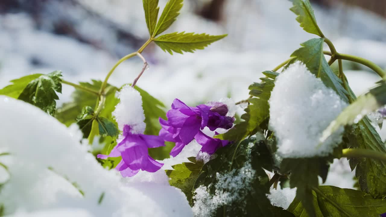 春雪下的纳托尔牙草、橡树牙草或细长牙草。春天的野花在森林里。视频下载