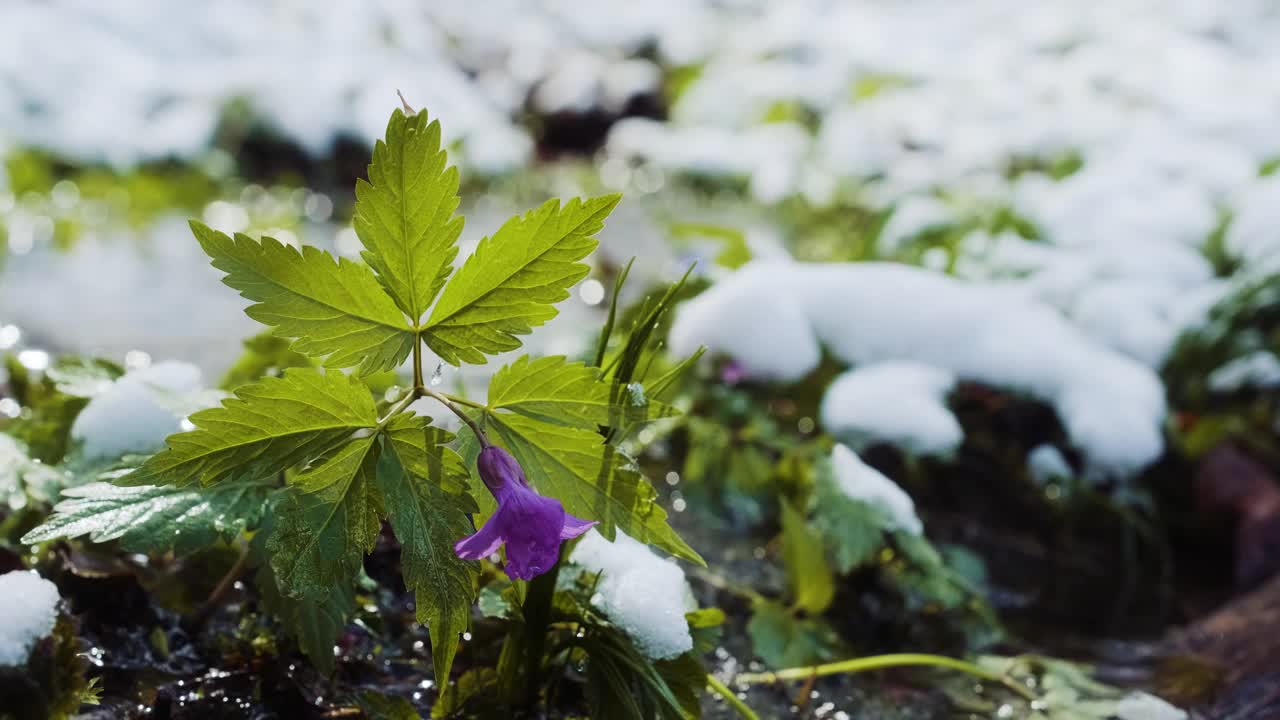 春雪下的纳托尔牙草、橡树牙草或细长牙草。春天的野花在森林里。视频素材