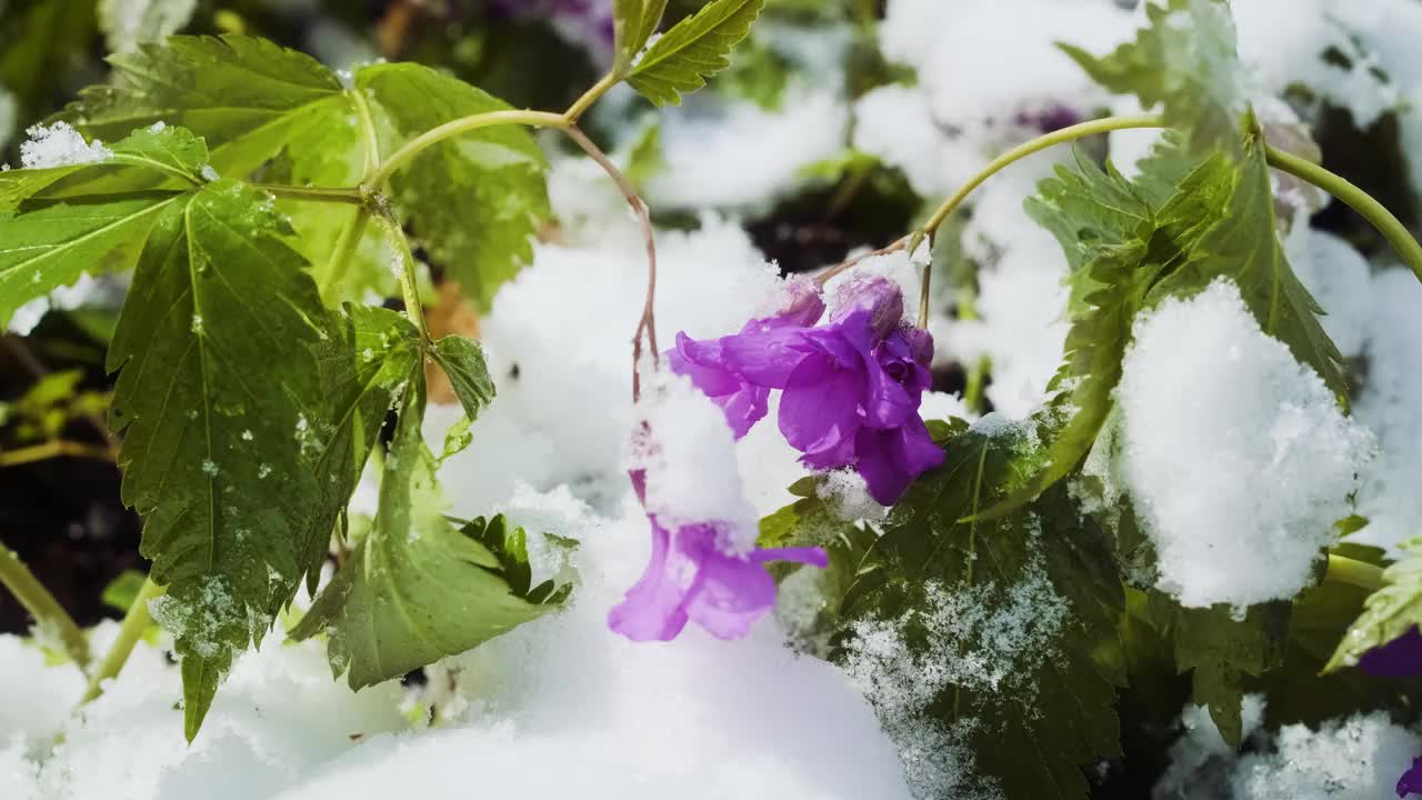 春雪下的纳托尔牙草、橡树牙草或细长牙草。春天的野花在森林里。视频下载