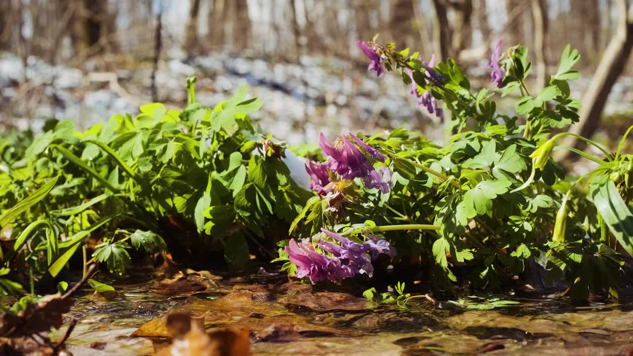 连翘属植物，也叫烟叶草或花鸟。春天的野花在森林里。水边盛开的烟荆丛视频素材