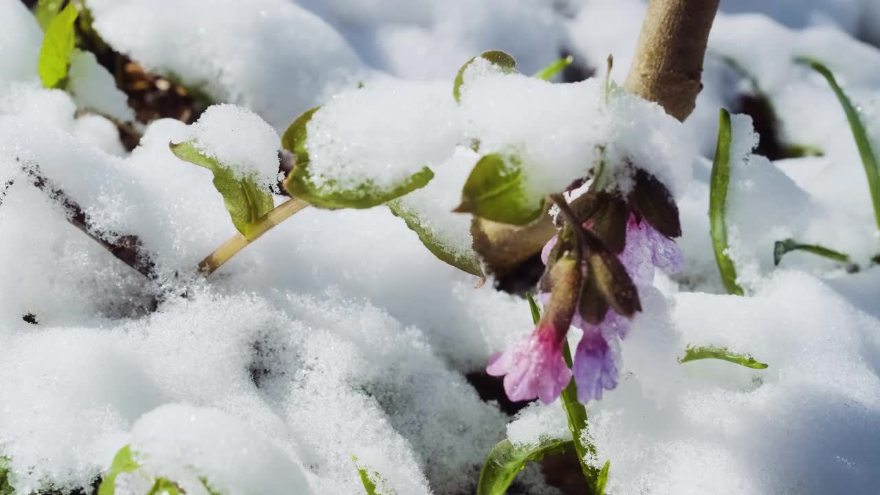 被冰雪覆盖的龙舌兰花近距离观看。欧洲森林里春天的野花。肺草被称为肺草，普通肺草，玛丽的眼泪或圣母的乳滴。视频素材