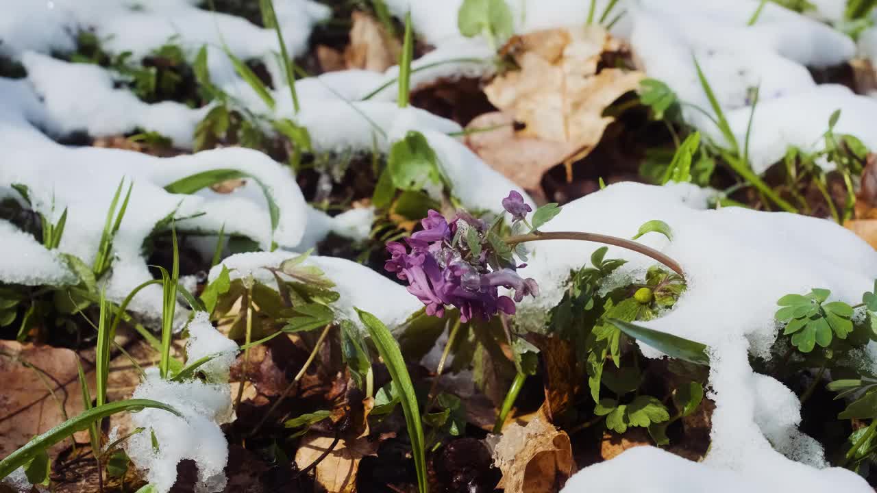 连翘属植物，也叫烟叶草或花鸟。春天的野花在森林里。雪下盛开的烟荆丛视频素材