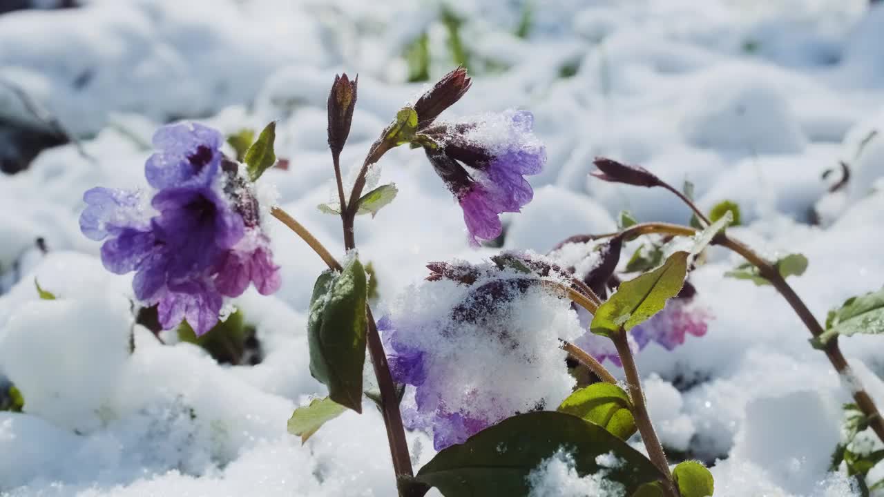 被冰雪覆盖的龙舌兰花近距离观看。欧洲森林里春天的野花。肺草被称为肺草，普通肺草，玛丽的眼泪或圣母的乳滴。视频素材