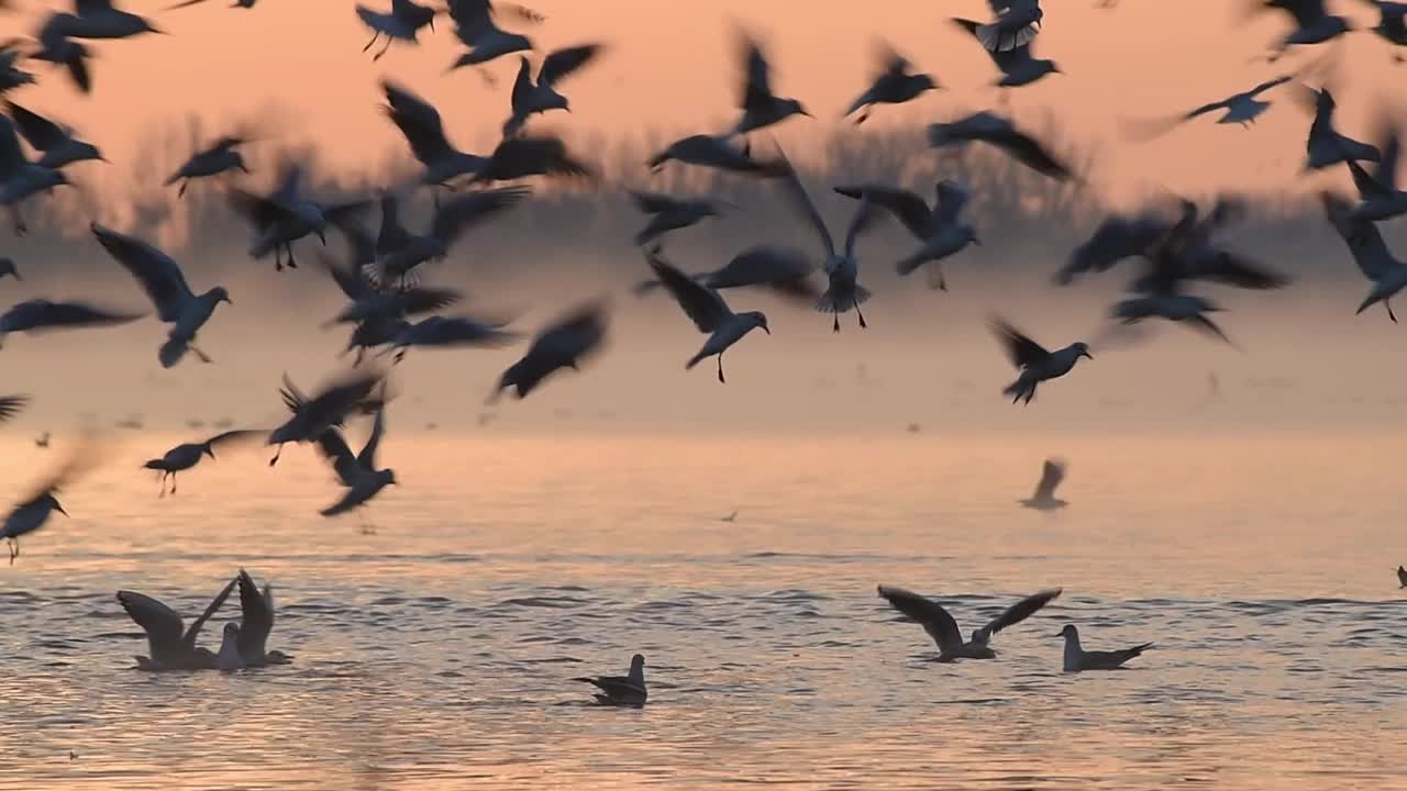 河的海鸥视频下载