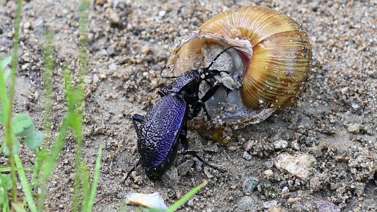 Carabus Scabrosus正在吃蜗牛视频下载