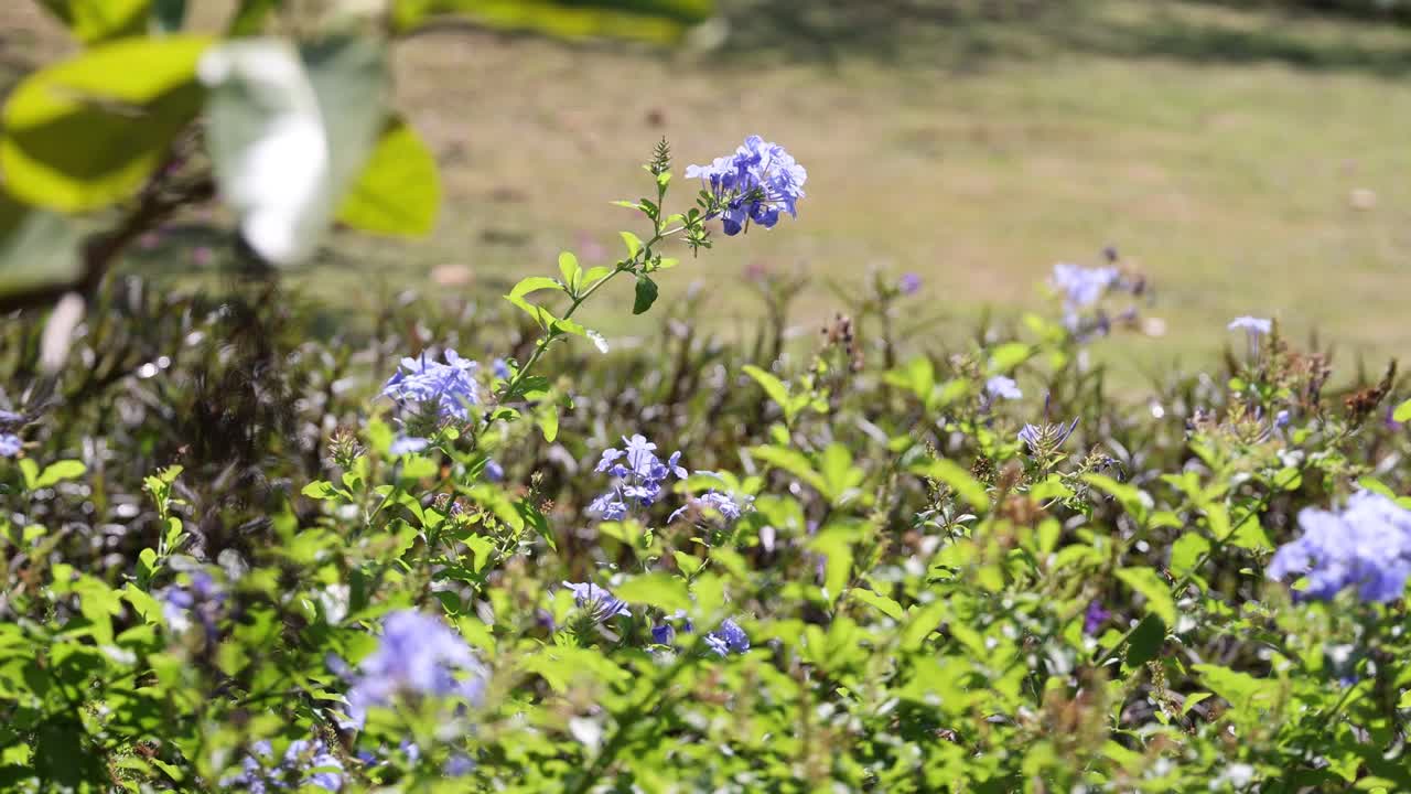 宁静的自然镜头:充满活力的绿叶在夏天视频素材